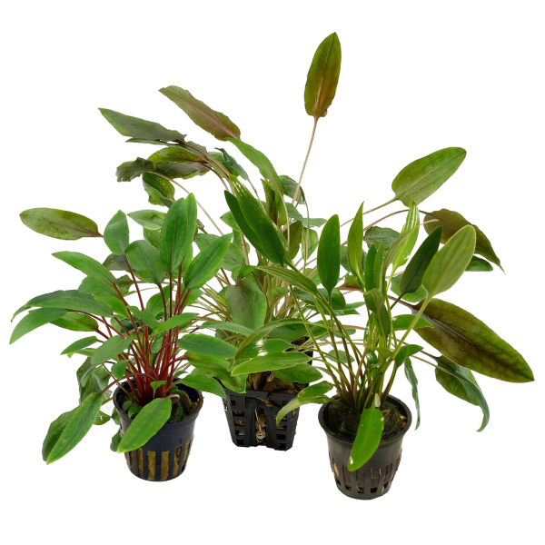 Plantas
