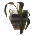 Cryptocoryne affinis
