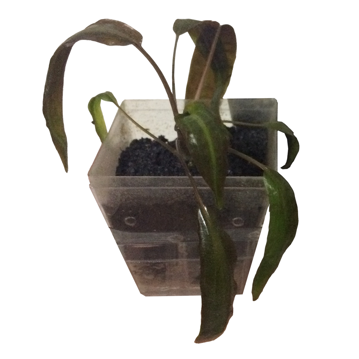 Cryptocoryne affinis